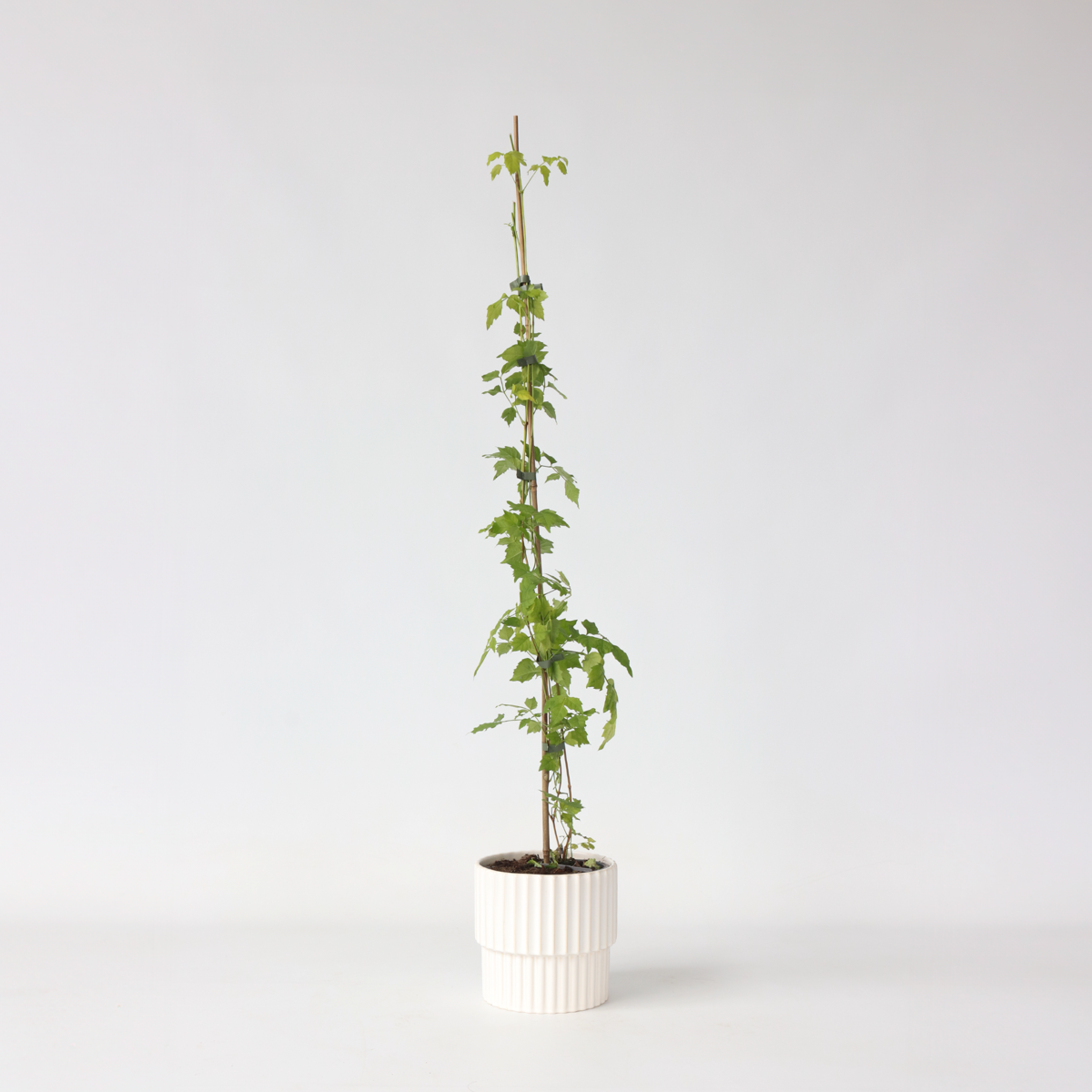 Campsis Radicans XL