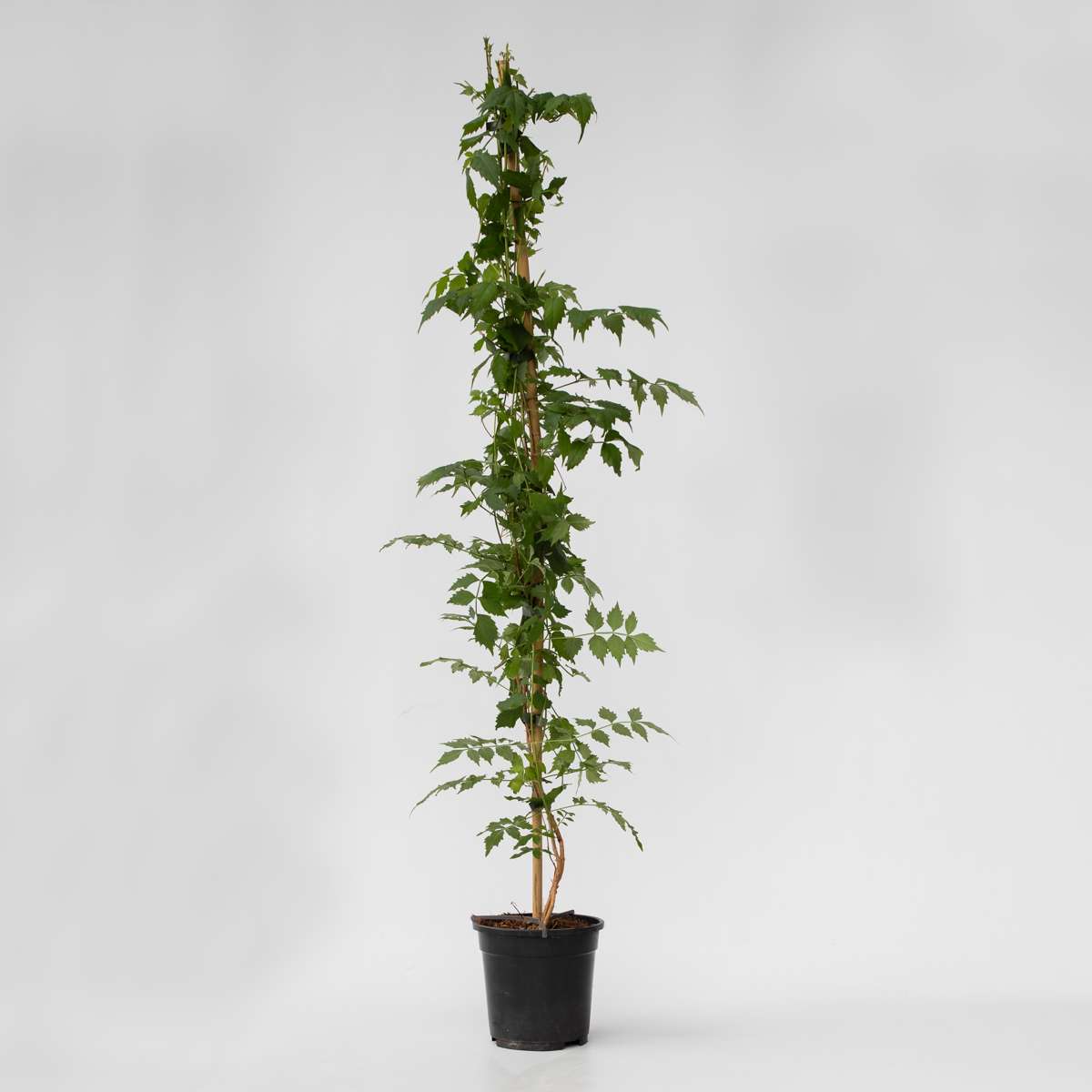 Campsis 'Mme Galen' XL
