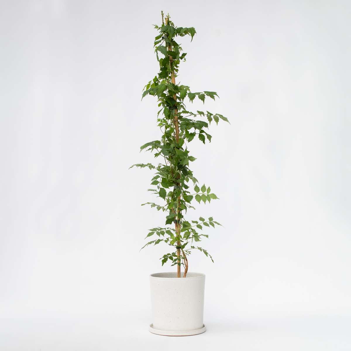 Campsis 'Mme Galen' XL