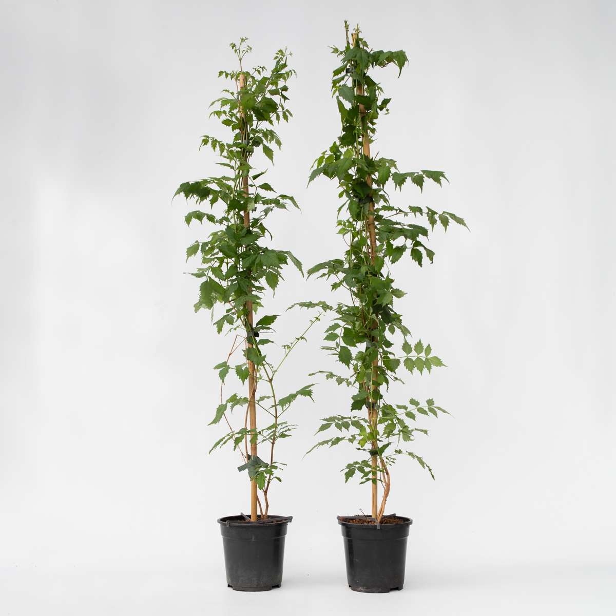 Campsis 'Mme Galen' XL - 2er-Set