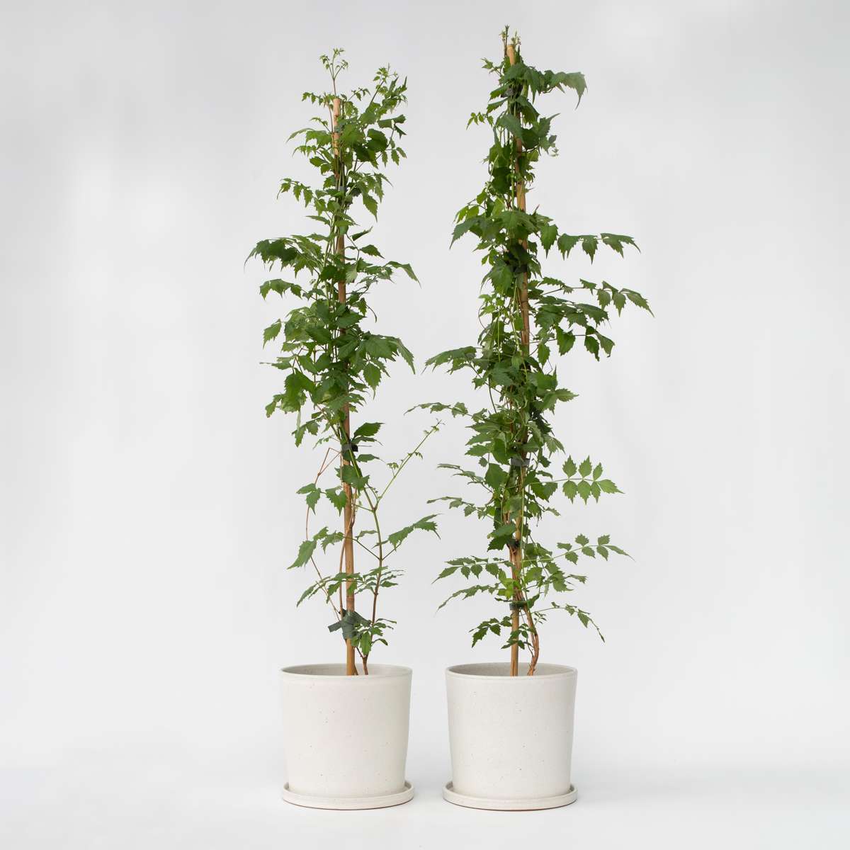 Campsis 'Mme Galen' XL - 2er-Set