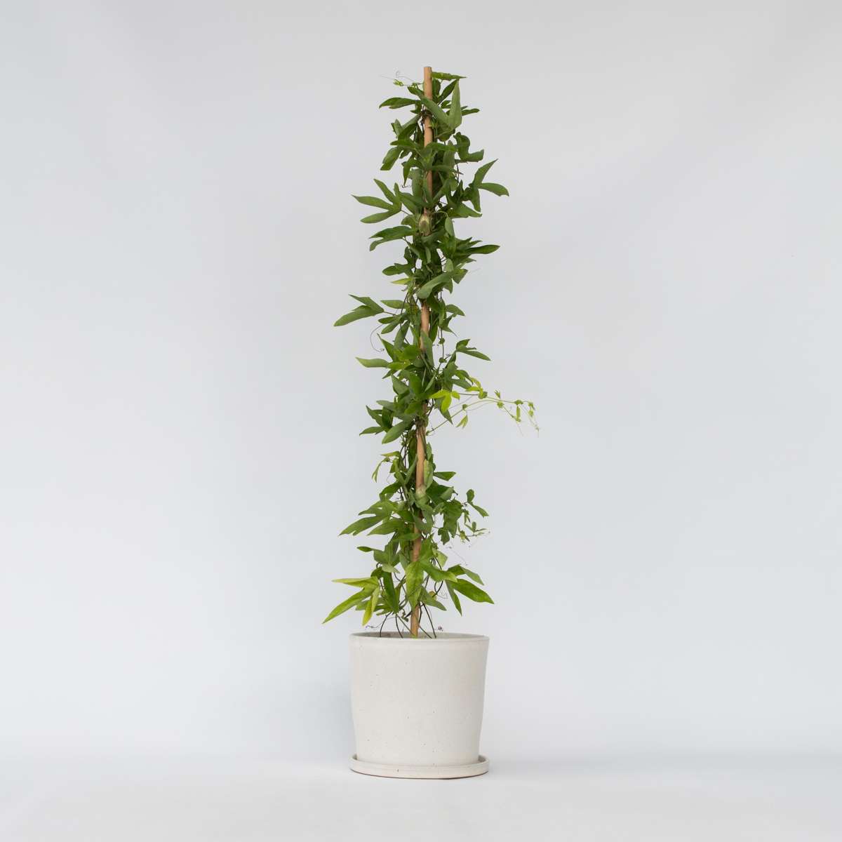 Passiflora 'Victoria' XL ​​– Passionsblume