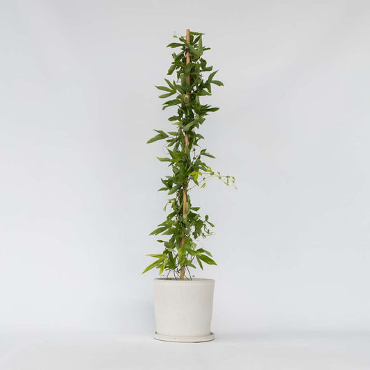 Passiflora 'Victoria' XL ​​– Passionsblume