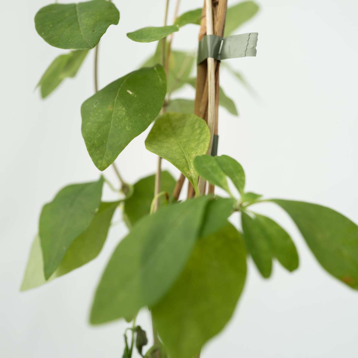 Lonicera Heckrotti 'American Beauty' - Geißblatt