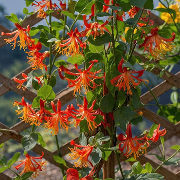 Lonicera Heckrotti 'American Beauty' - Geißblatt