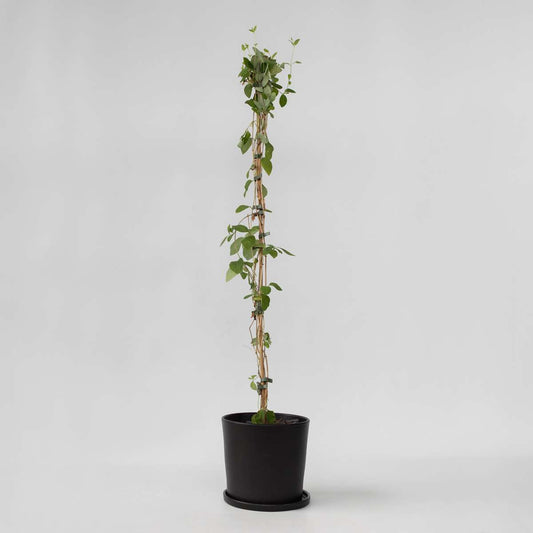 Lonicera Heckrotti 'American Beauty' - Geißblatt