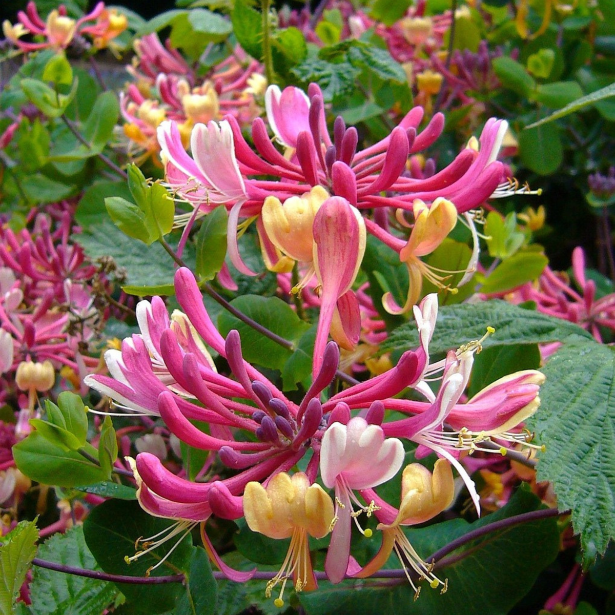 Lonicera x Heckrotti American Beauty - 2er-Set
