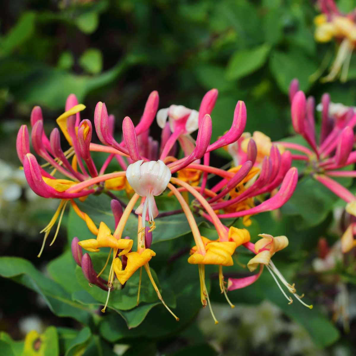 Lonicera x Heckrotti American Beauty - 2er-Set