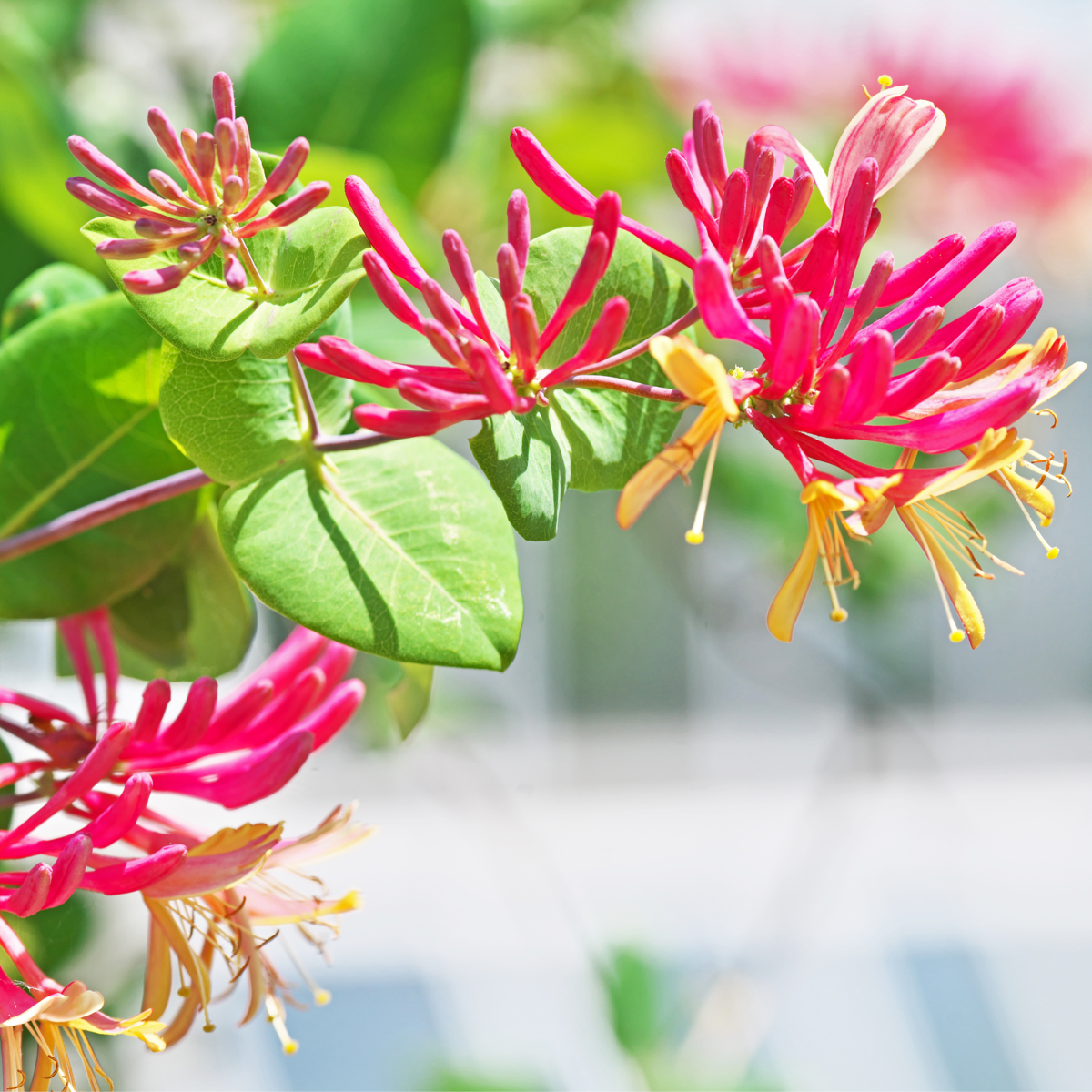 Lonicera x Heckrotti American Beauty - 2er-Set