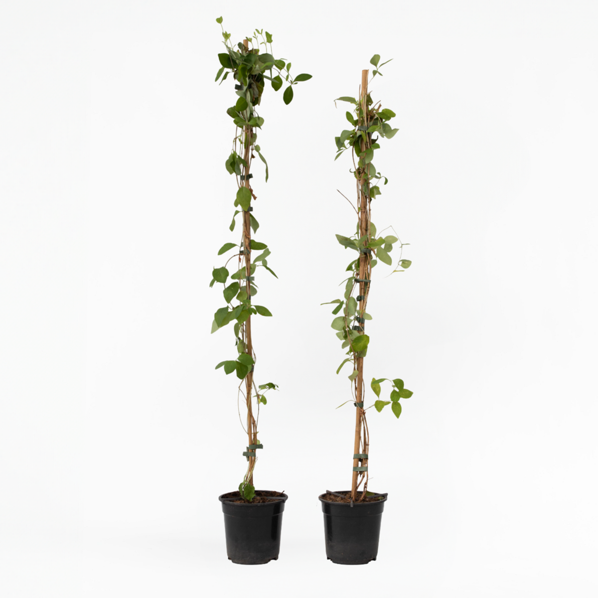 Lonicera x Heckrotti American Beauty - 2er-Set