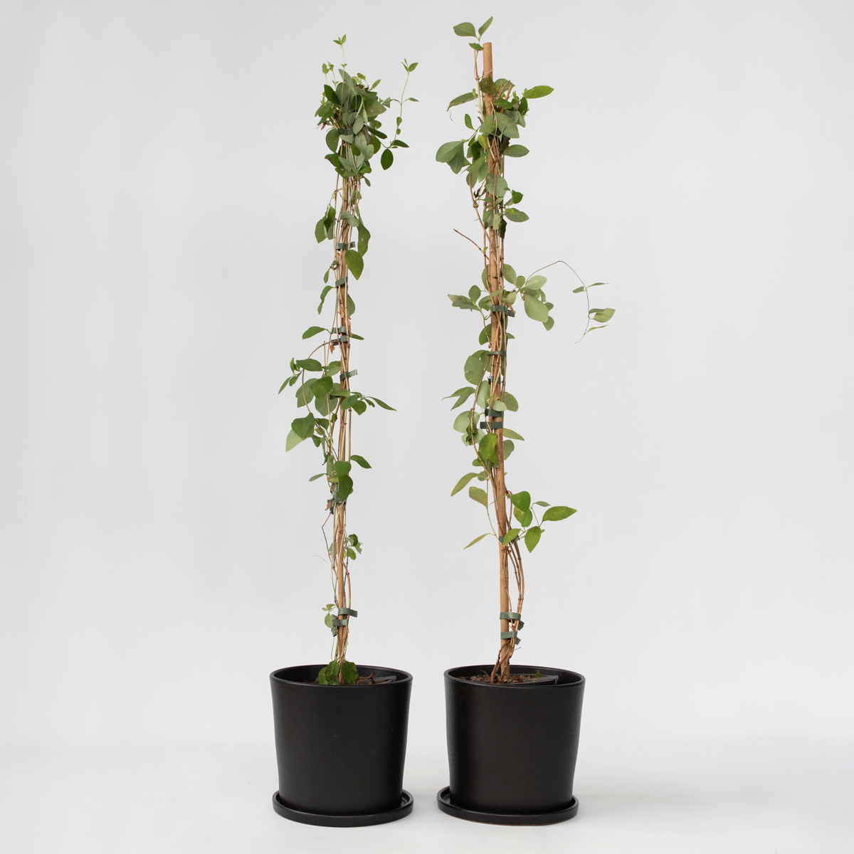 Lonicera x Heckrotti American Beauty - 2er-Set