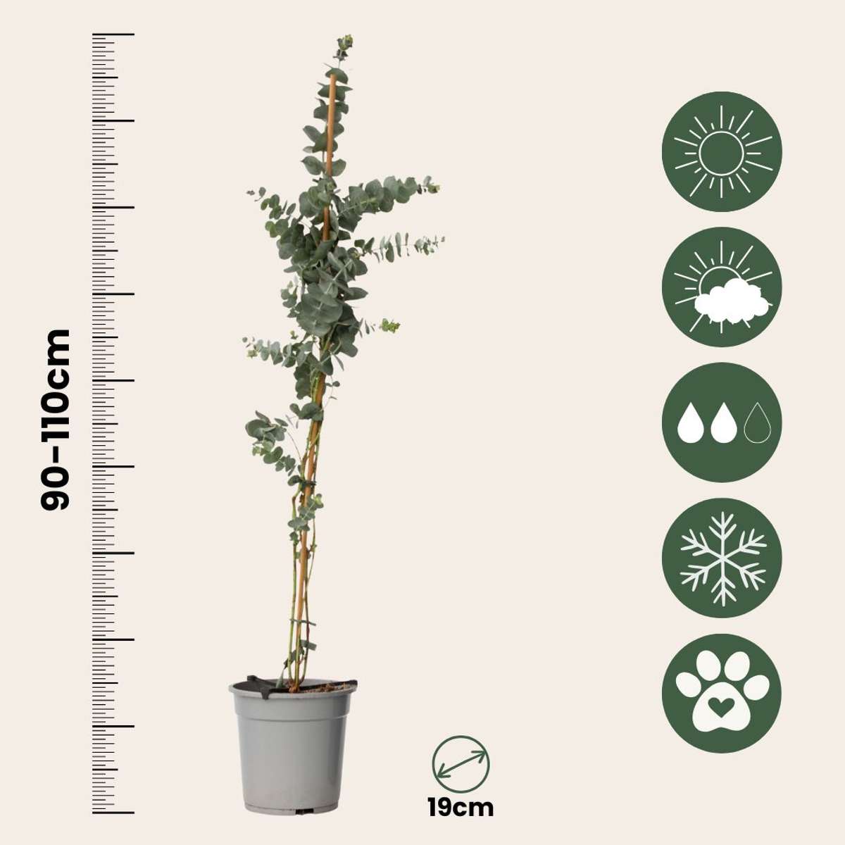 Eucalyptus Silver Dollar - Set van 2 - Eucalyptus
