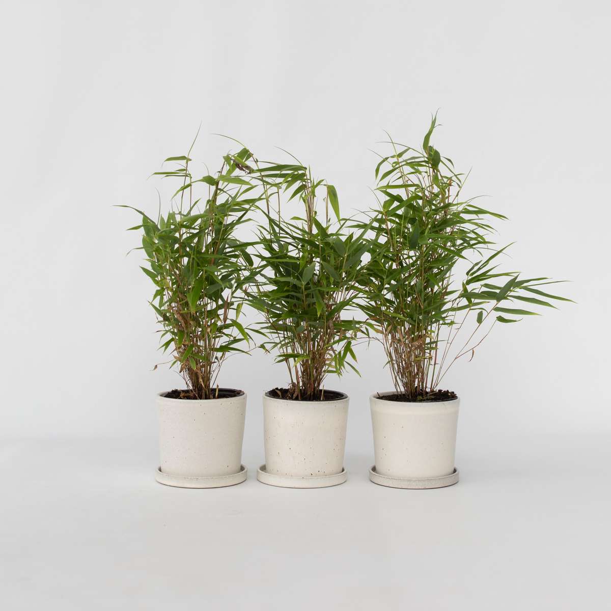 Fargesia Rufa - Set van 3 - Bamboe
