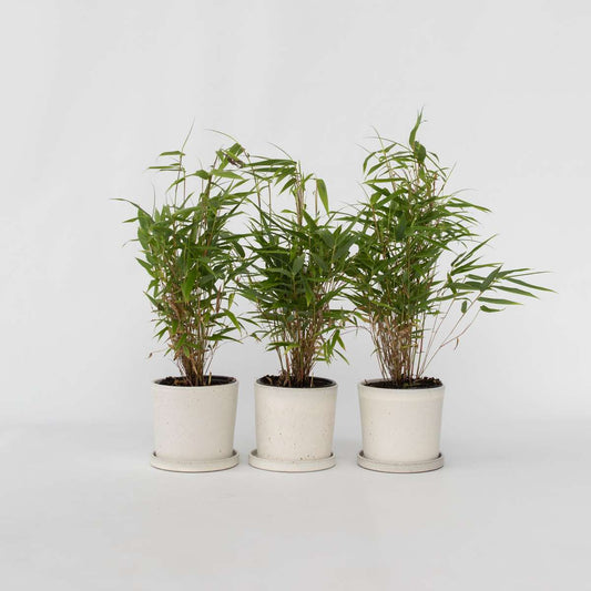 Fargesia Rufa - Set van 3 - Bamboe