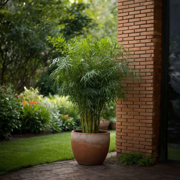 Fargesia Rufa - Set van 6 - Bamboe - Met plantenvoeding