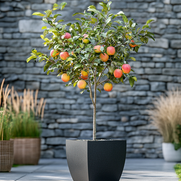 Malus domestica - Appelboom - Malus Elstar