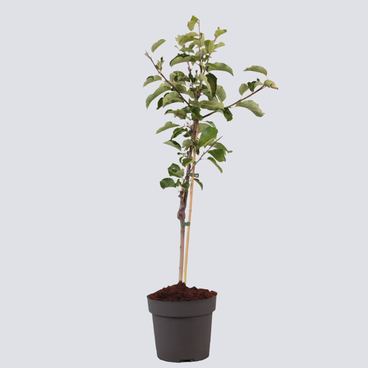 Malus domestica - Appelboom - Malus Elstar