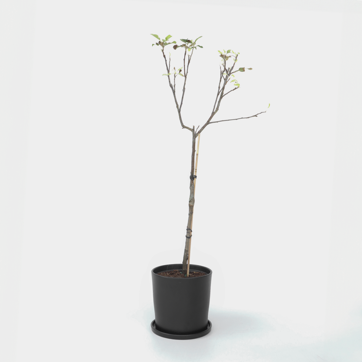 Malus domestica - Appelboom - Malus Elstar