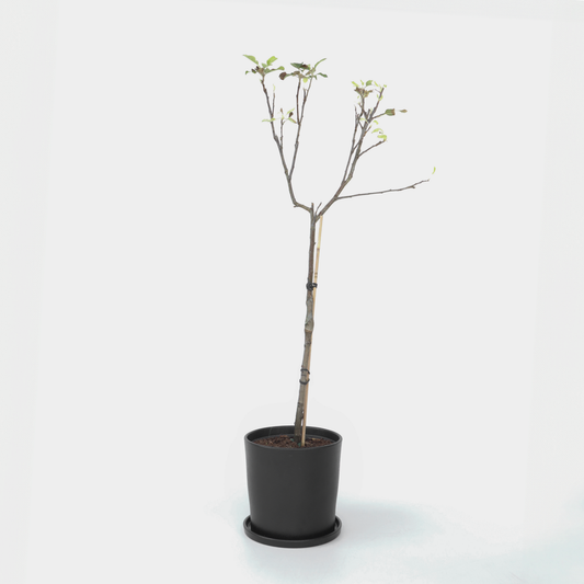 Malus domestica - Appelboom - Malus Elstar