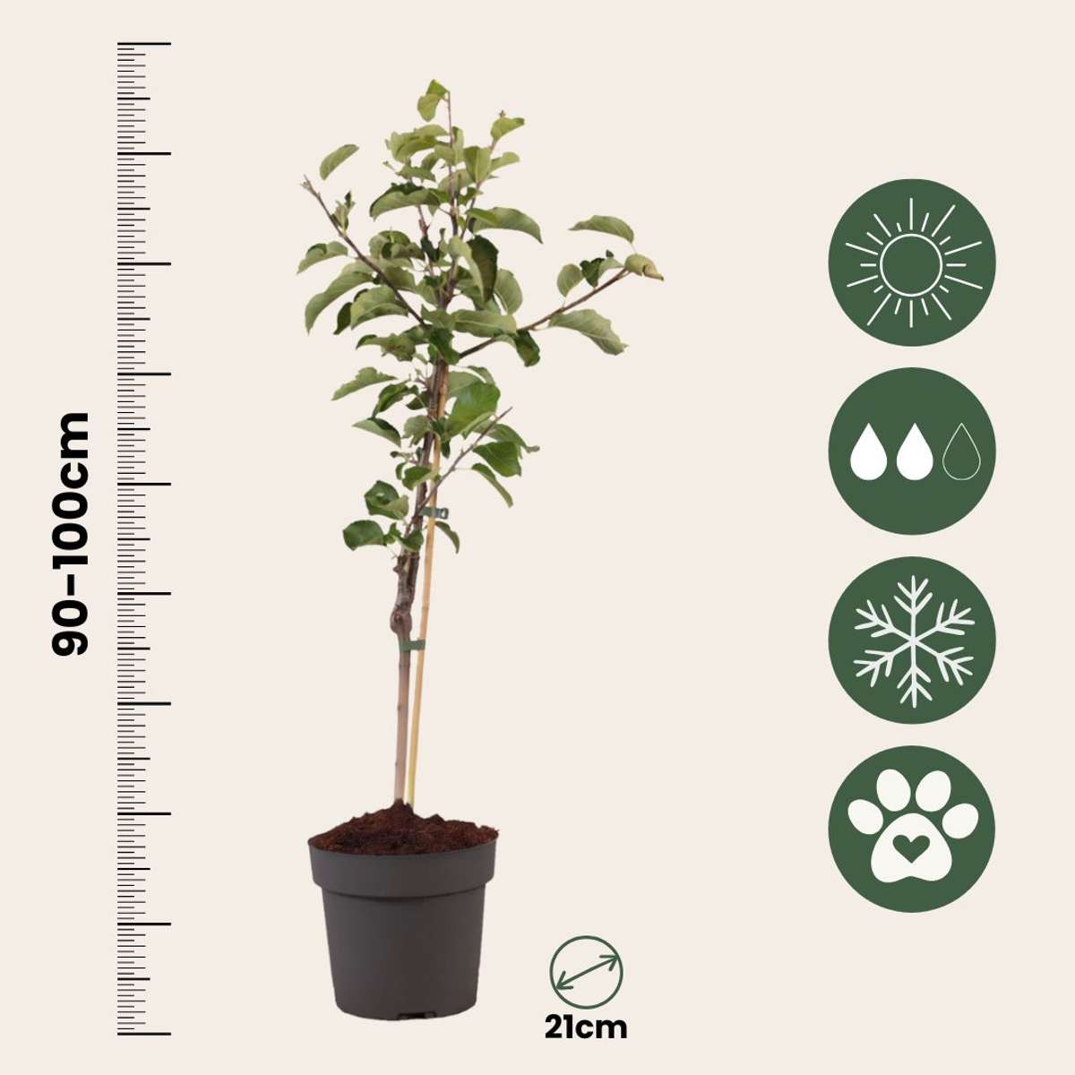Malus domestica - Appelboom - Malus Elstar