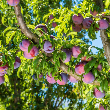 Prunus domestica 'Opal' - Pflaumenbaum