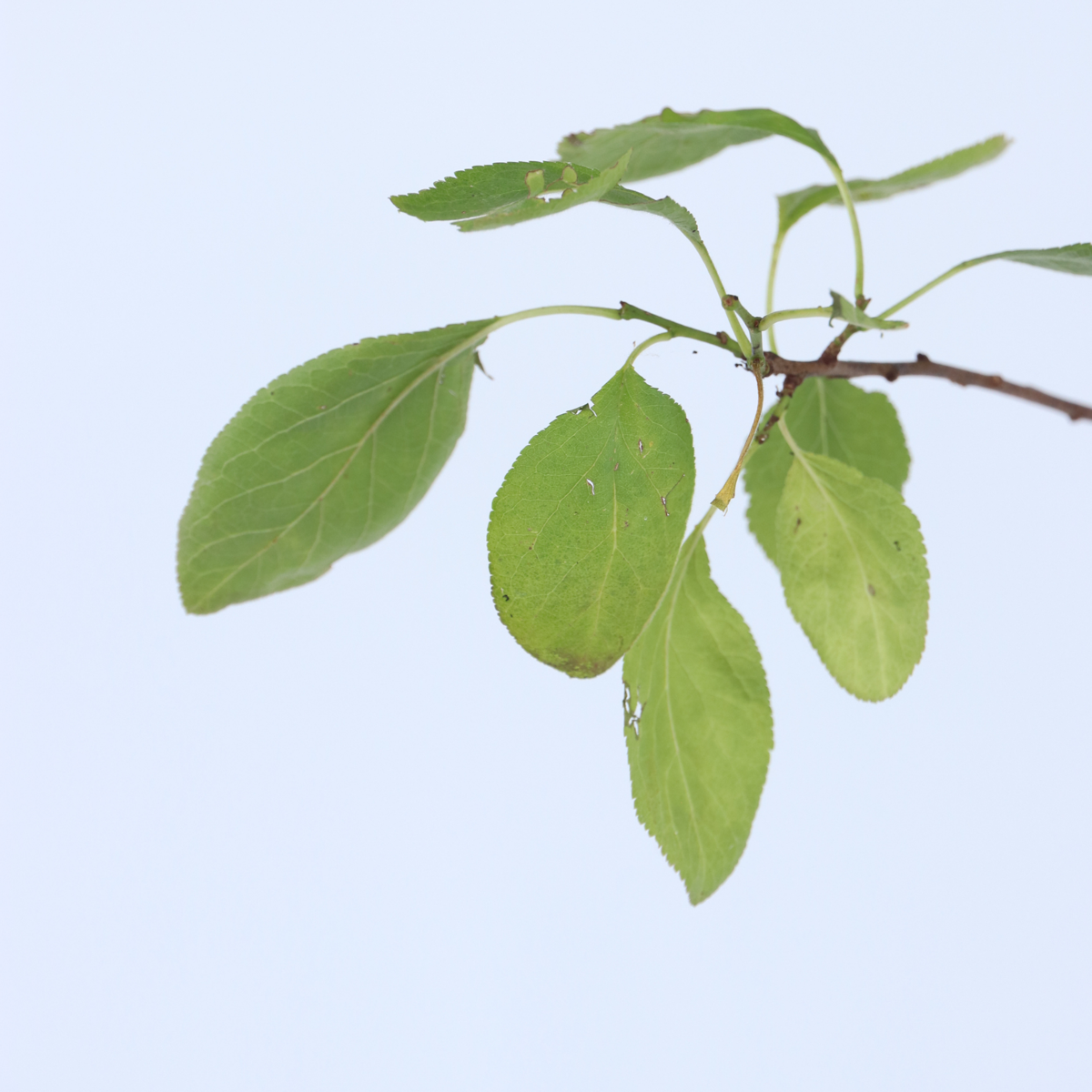 Prunus domestica 'Opal' - Pflaumenbaum