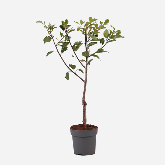 Prunus domestica 'Opal' - Pflaumenbaum