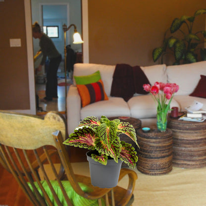 Florazo extra product image 3 for Coleus Spacecake - Kamerplant | Florazo