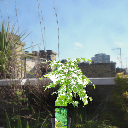 Florazo extra product image 2 for Acer Dissectum - Buitenplant | Florazo