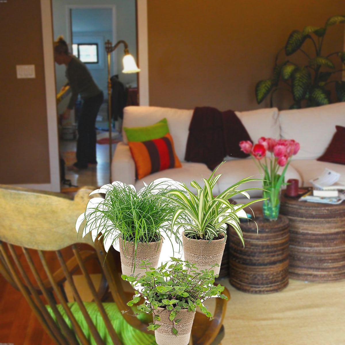 Florazo extra product image 3 for 3x Petfriendly mix incl. Basket Cremé - Kamerplant | Florazo