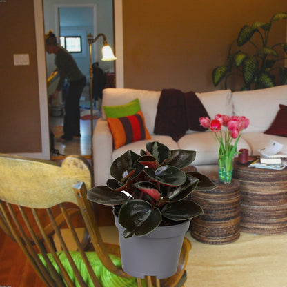 Florazo extra product image 1 for Peperomia Colombiana - Kamerplant | Florazo