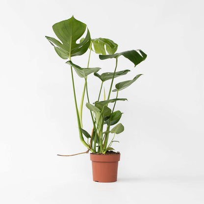 Monstera Deliciosa - Lochpflanze