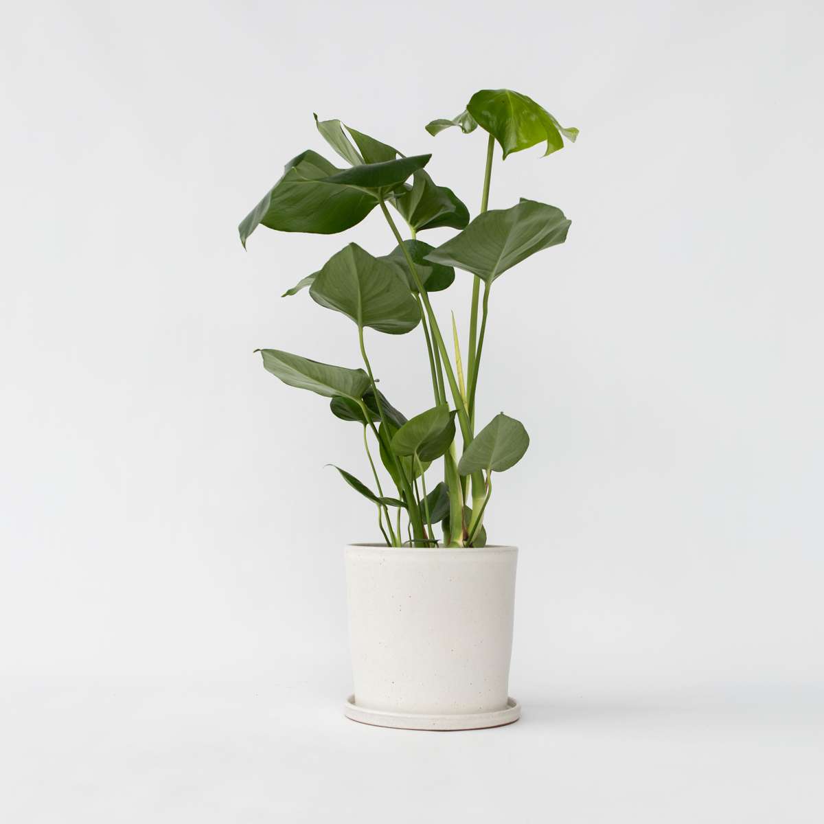 Monstera Deliciosa - Lochpflanze