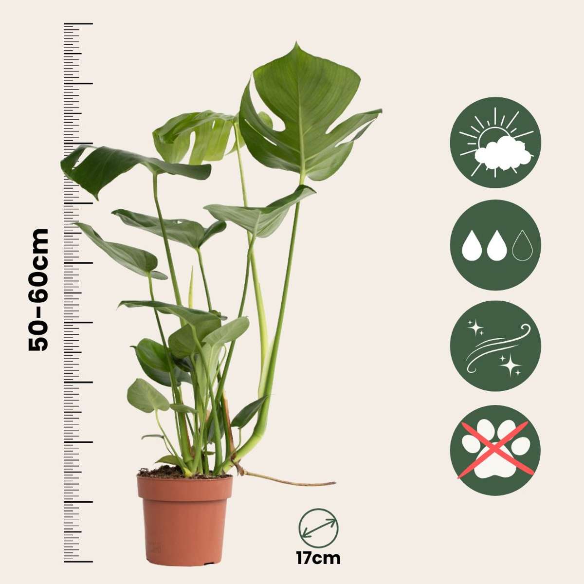 Monstera Deliciosa - Lochpflanze