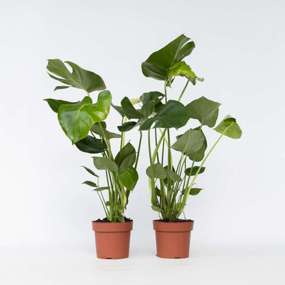 Monstera Deliciosa - 2er-Set - Fensterblatt