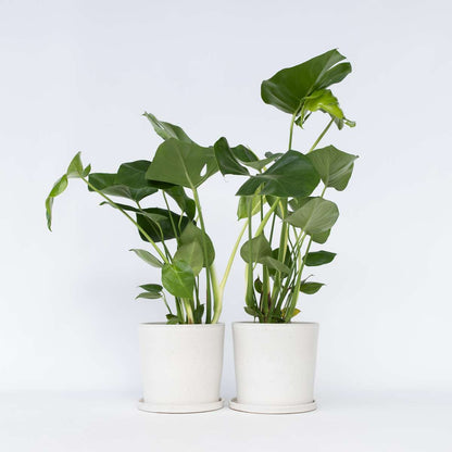 Monstera Deliciosa - 2er-Set - Fensterblatt