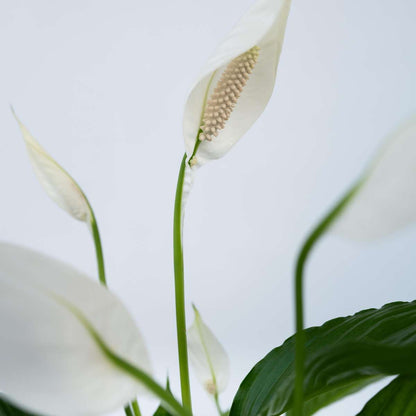 Spathiphyllum 'Lima'