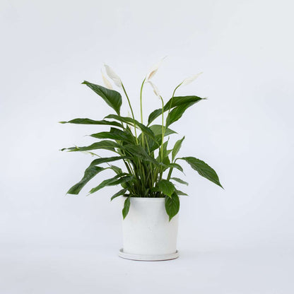 Spathiphyllum 'Lima'