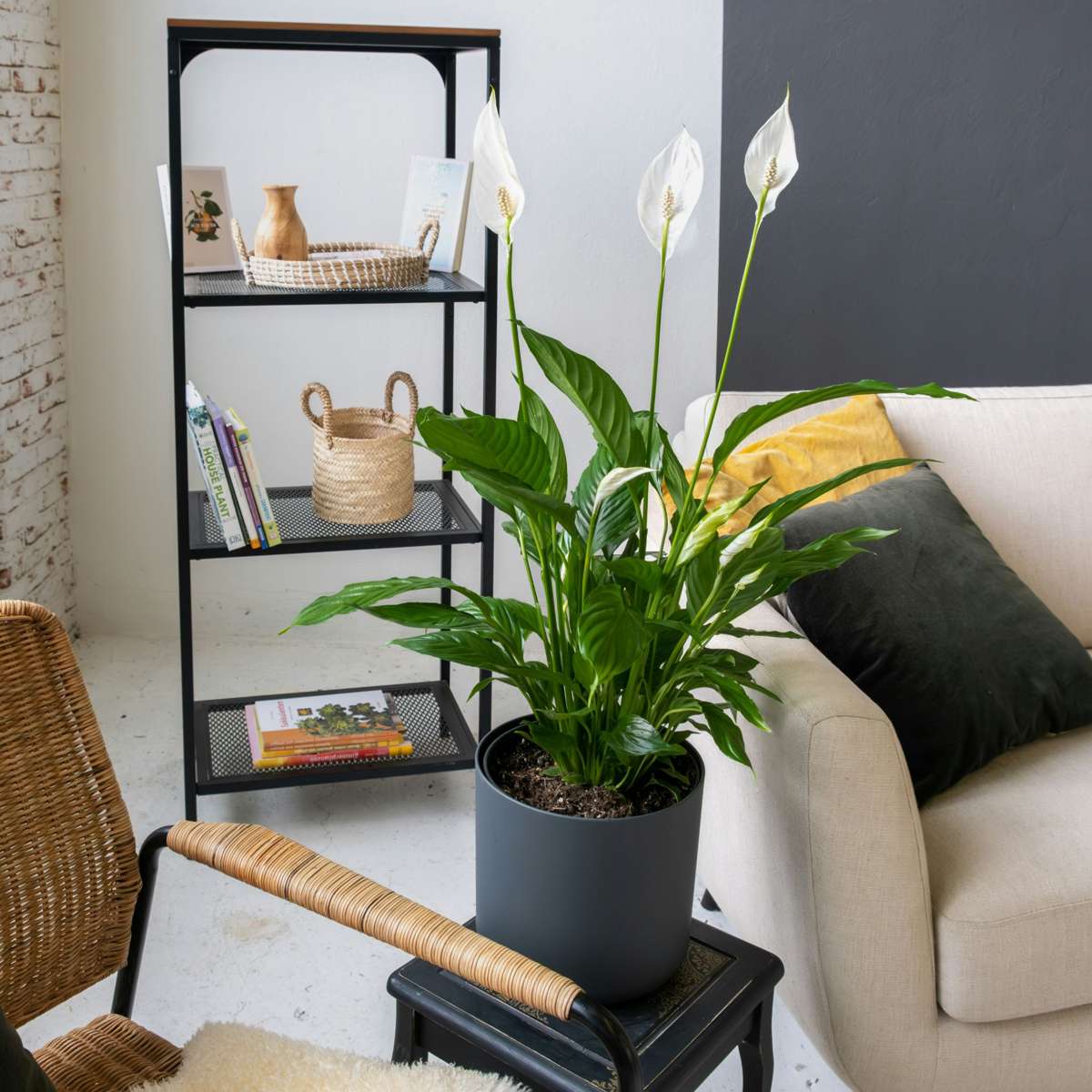 Spathiphyllum 'Lima' - Set van 4
