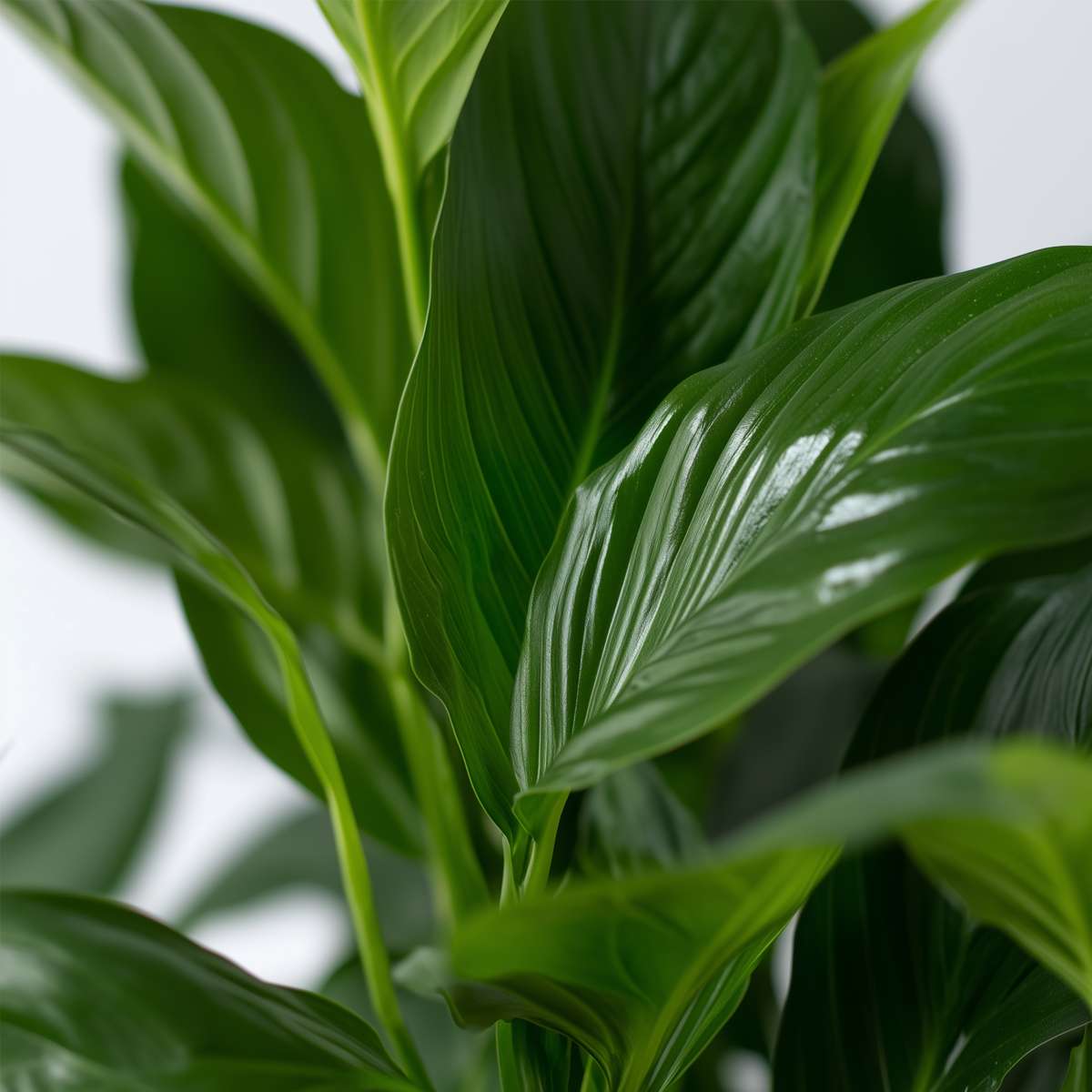 Spathiphyllum 'Lima' - Set van 4