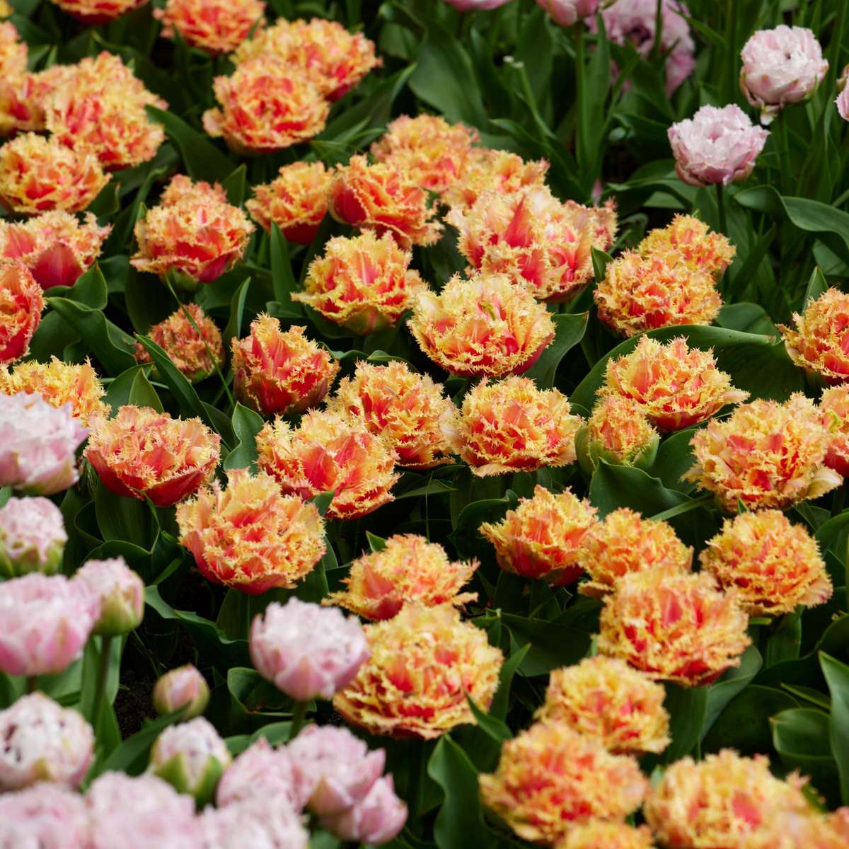 Tulipa 'Brisbane' - Tulpenzwiebeln - 15er-Set - Rosa