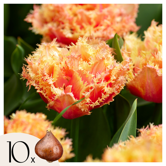 Tulipa 'Brisbane' - Tulpenzwiebeln - 10er-Set - Rosa