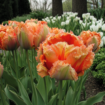 Tulipa 'Brisbane' - Tulpenzwiebeln - 15er-Set - Rosa