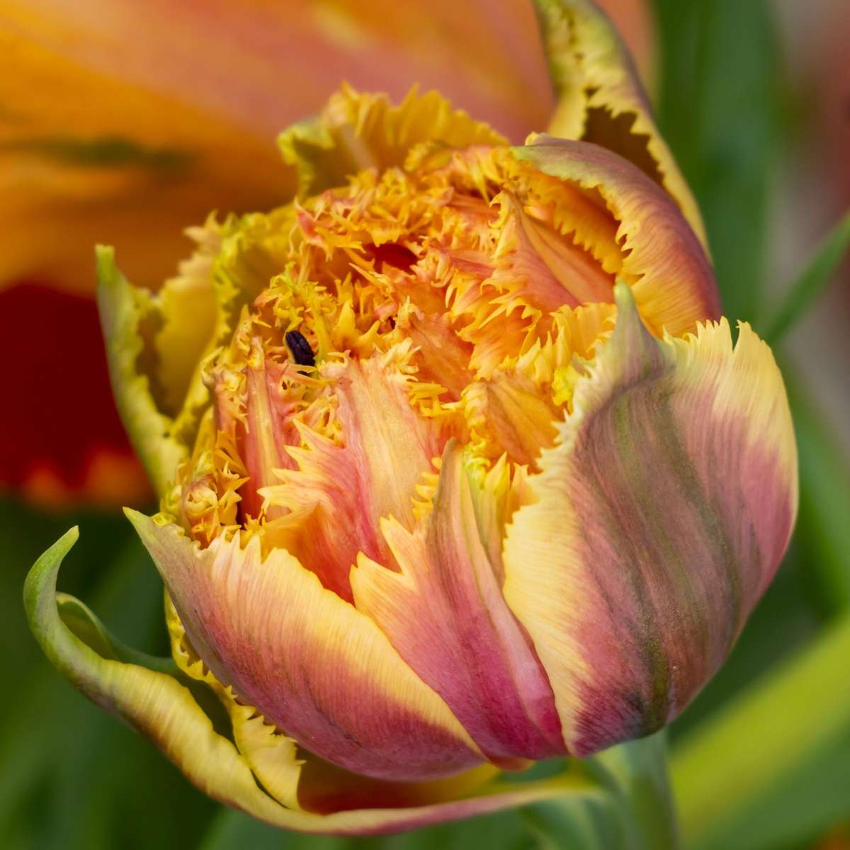 Tulipa 'Brisbane' - Tulpenzwiebeln - 15er-Set - Rosa