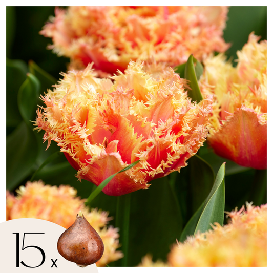 Tulipa 'Brisbane' - Tulpenzwiebeln - 15er-Set - Rosa