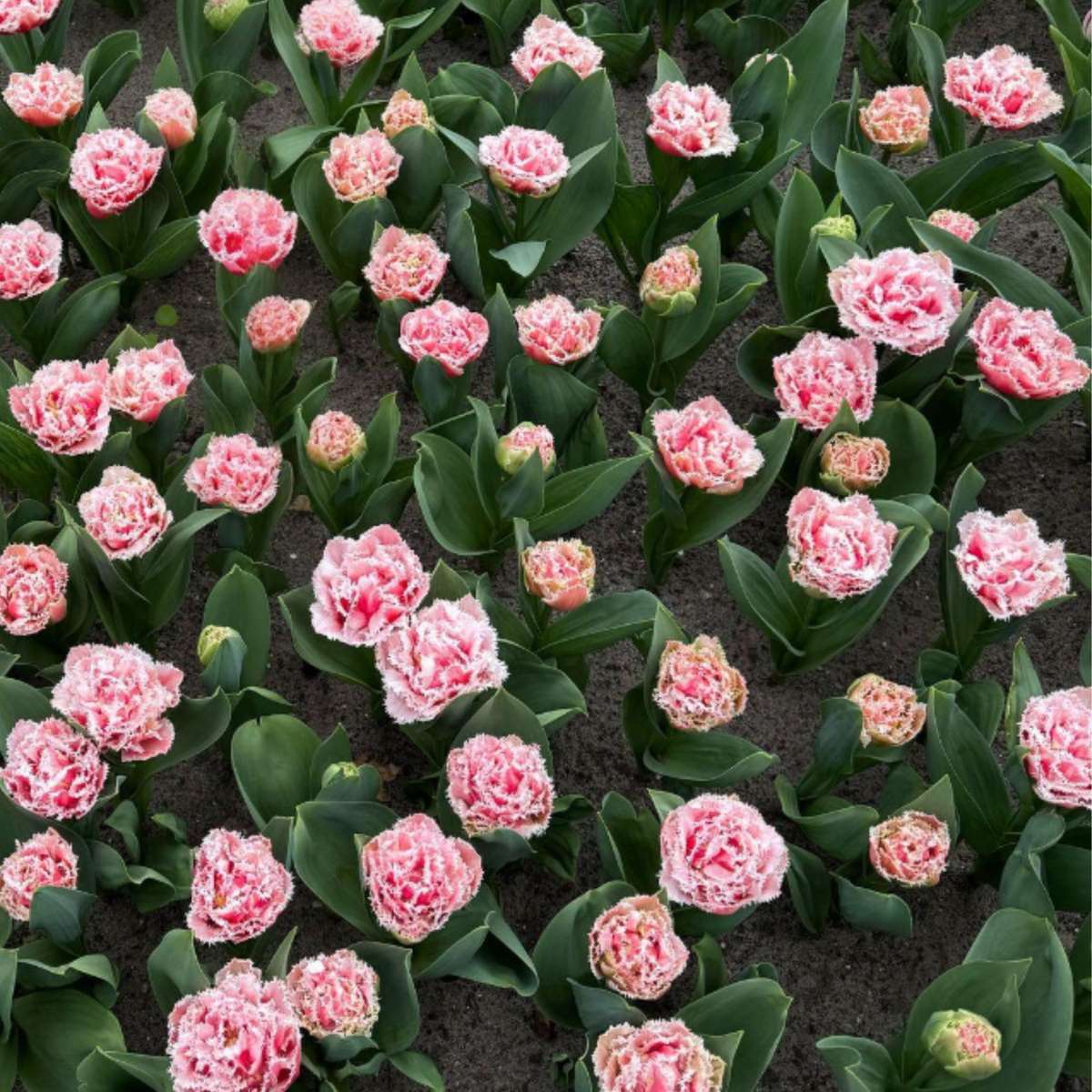 Tulipa 'Queensland' - Set van 10 - Tulpenbollen - Roze, wit