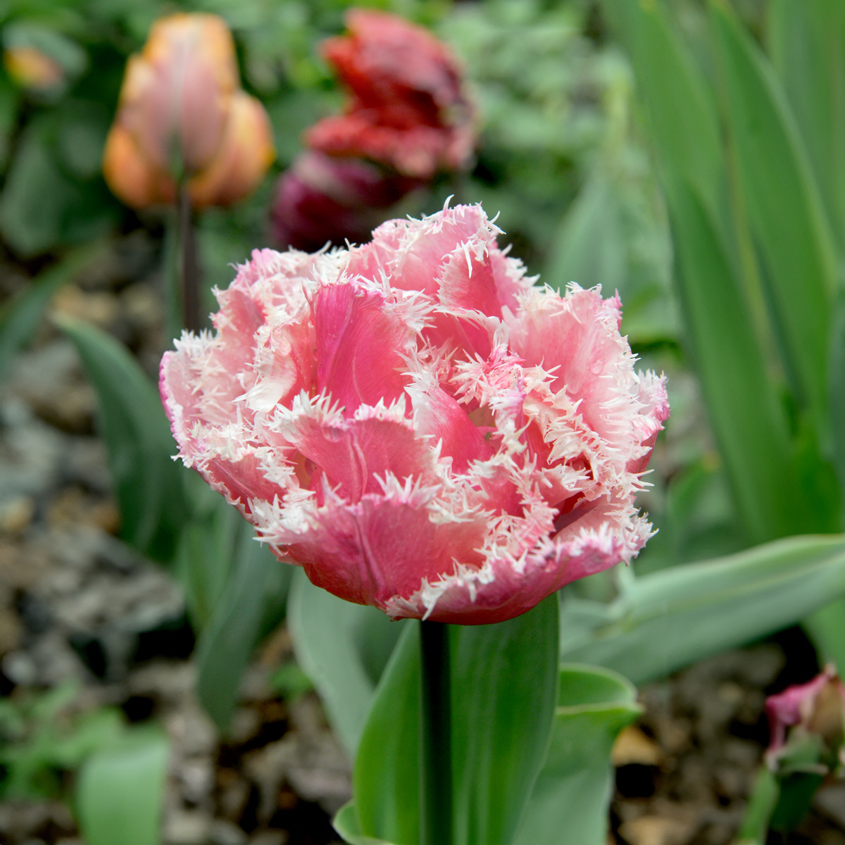 Tulipa 'Queensland' - Set van 10 - Tulpenbollen - Roze, wit