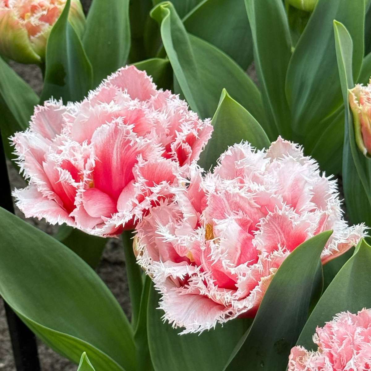 Tulipa 'Queensland' - Set van 10 - Tulpenbollen - Roze, wit
