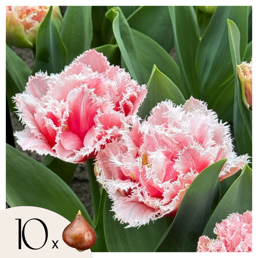 Tulipa 'Queensland' - Set van 10 - Tulpenbollen - Roze, wit