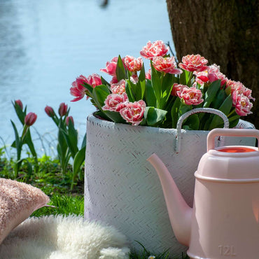 Tulipa 'Queensland' - 15er-Set - Tulpenzwiebeln - Rosa, Weiß